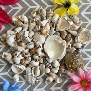 Assorted Natural Seashells 🐚